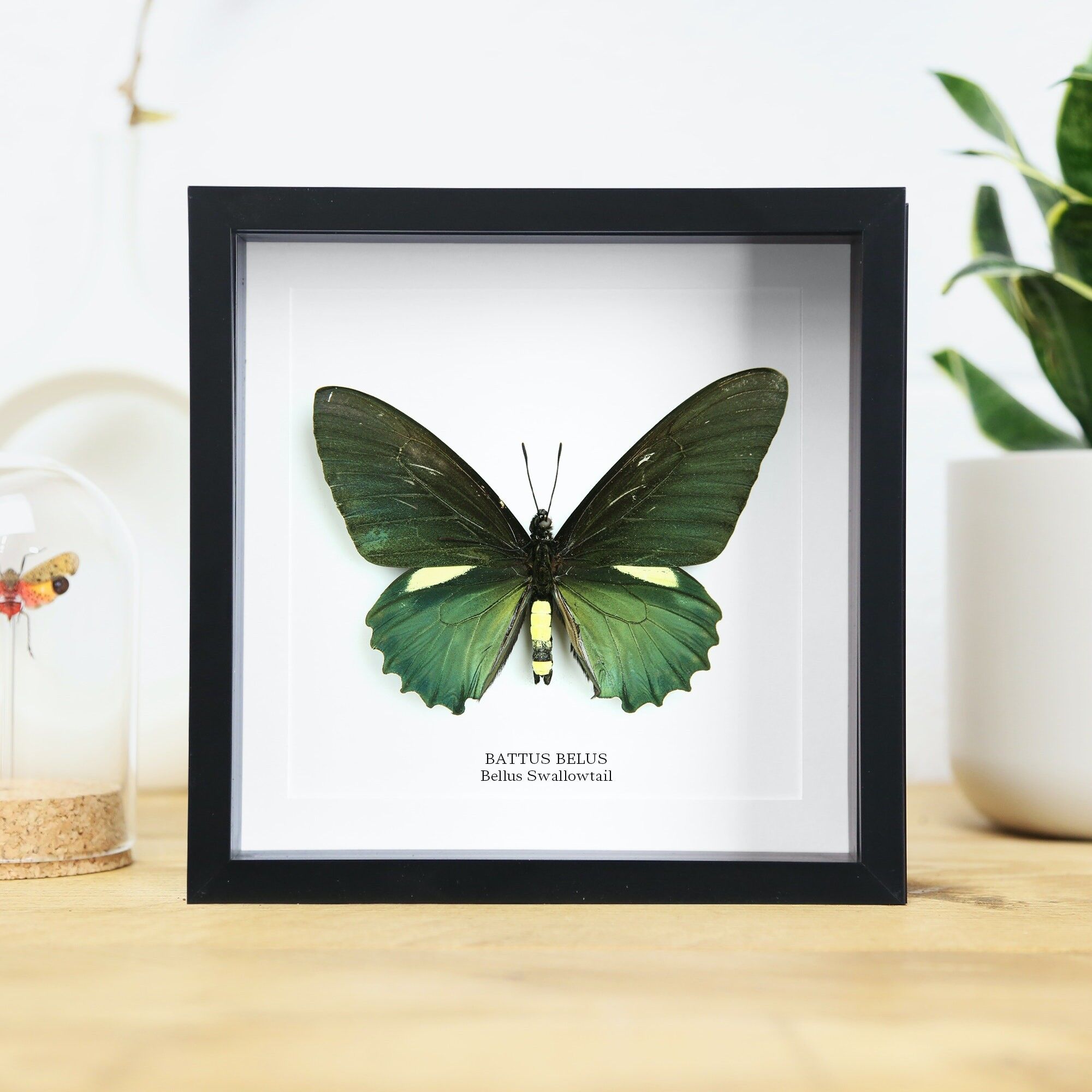 Belus Schwalbenschwanz