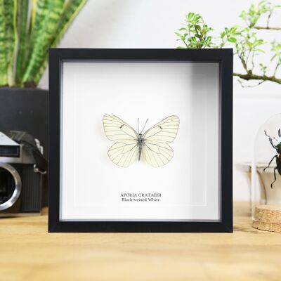 Black-Veined White Butterfly