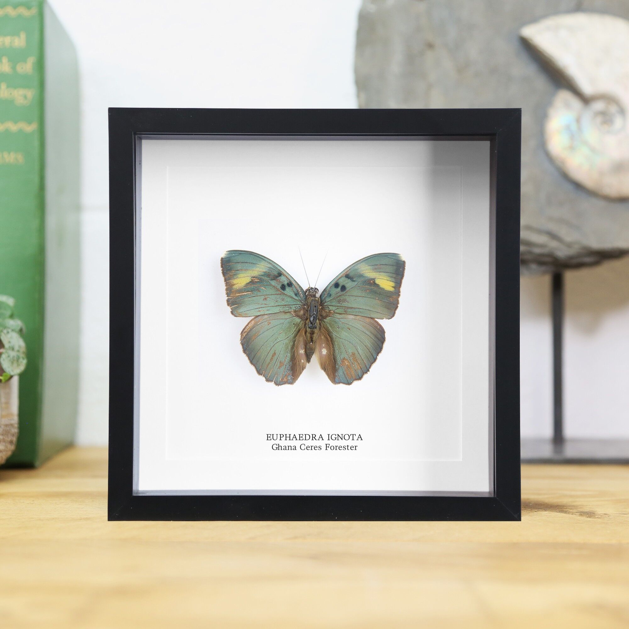 Weit verbreiteter Förster