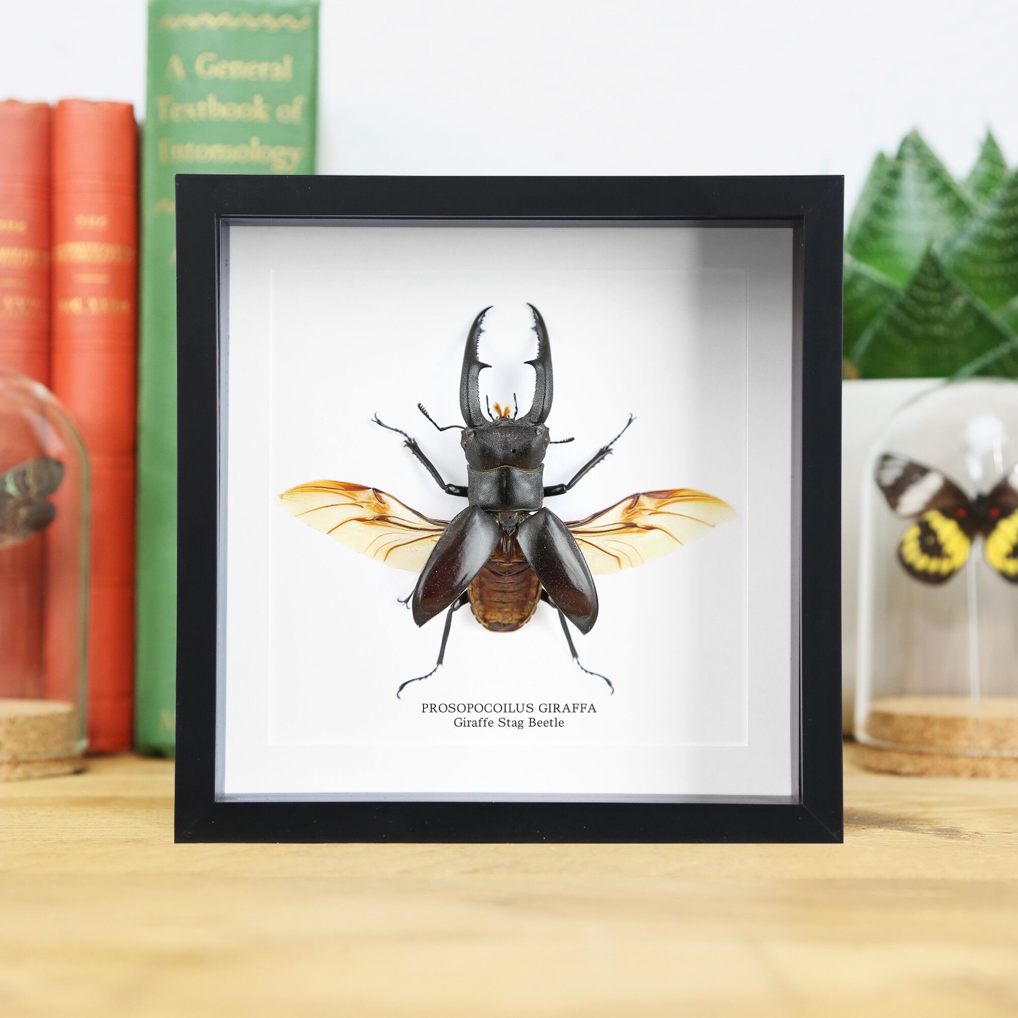 Giraffe Hirschkäfer