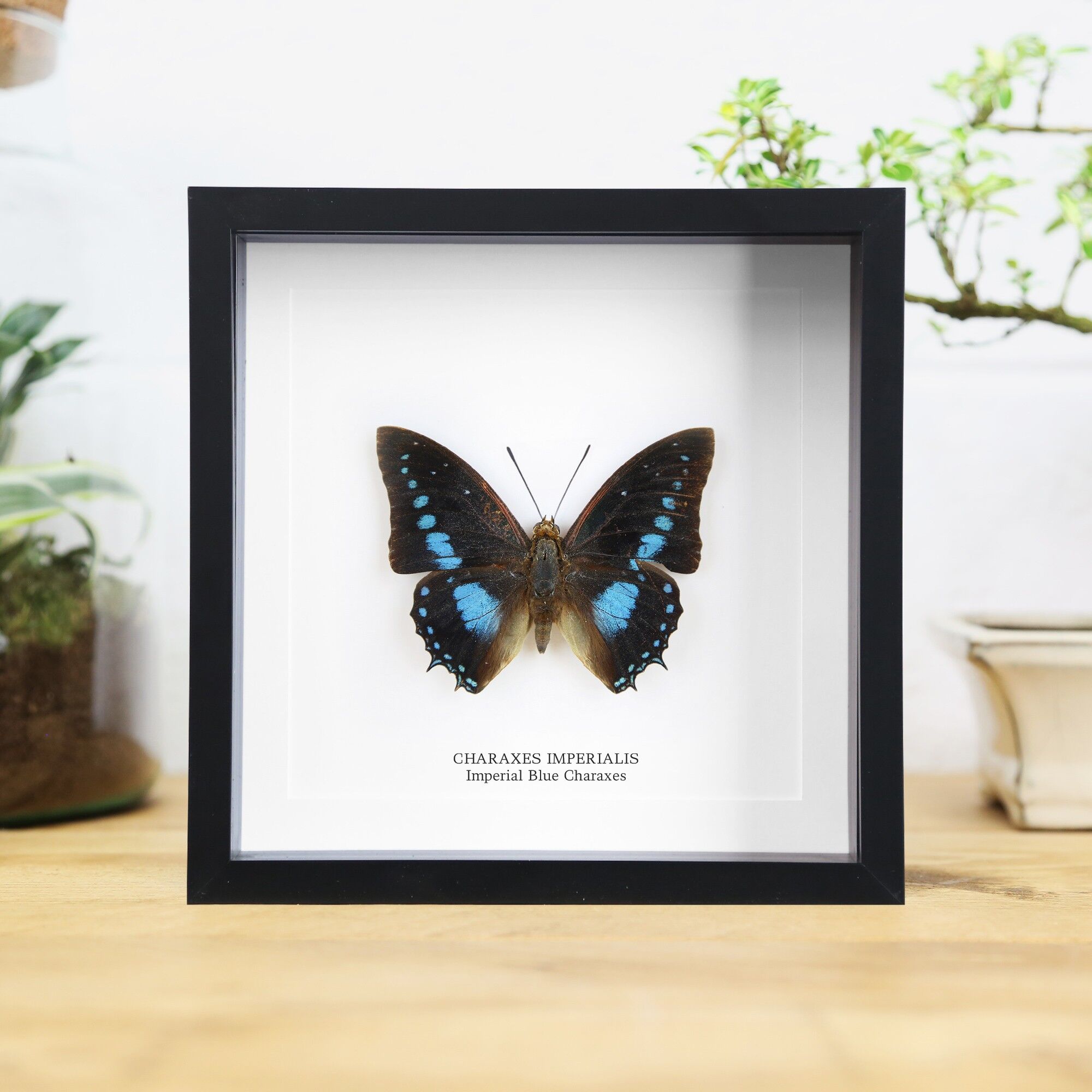 Kaiserblaue Charaxes