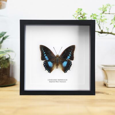 Imperial Blue Charaxes