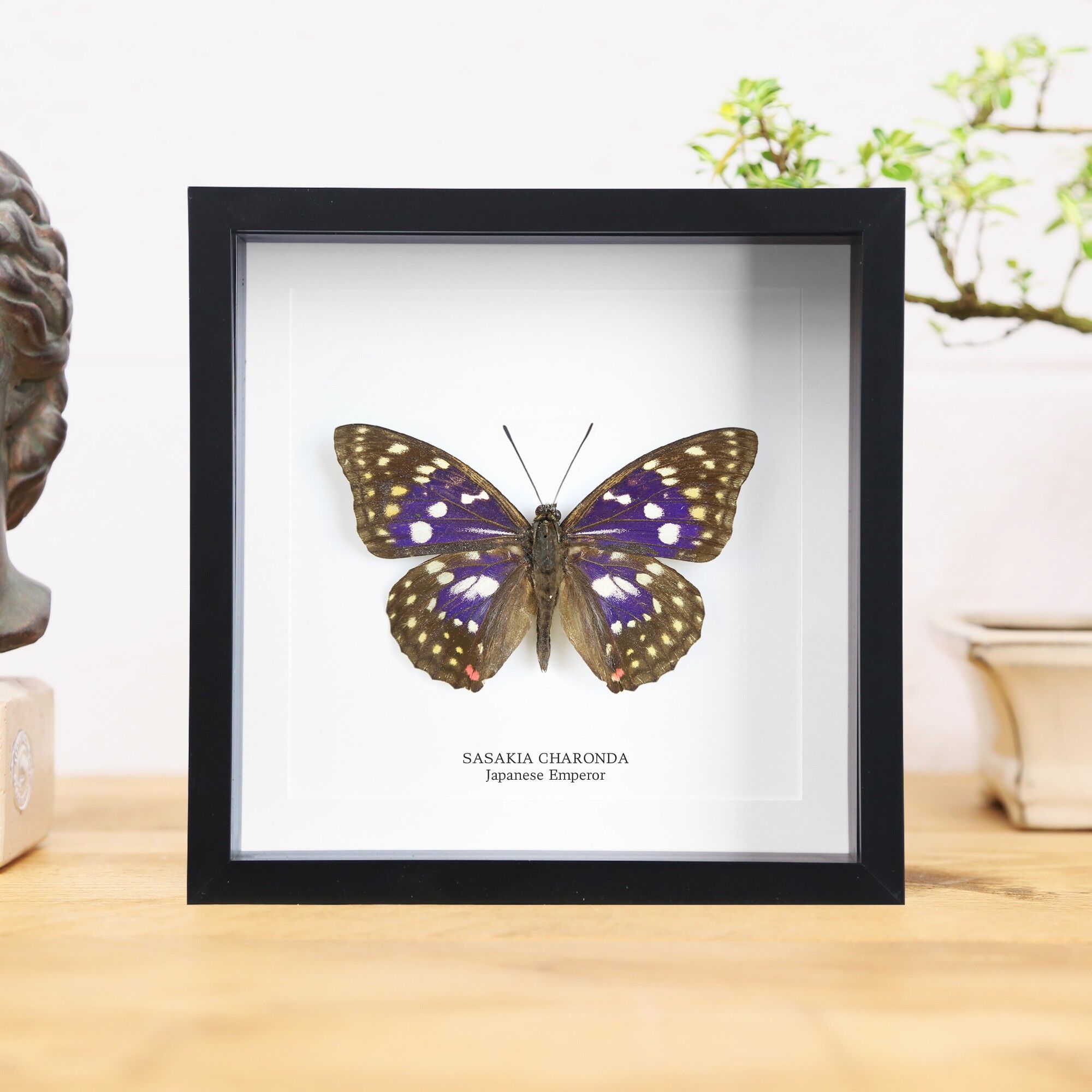 Japanischer Kaiser-Schmetterling