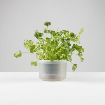 Till Planter, 10.5cm - self-watering planter