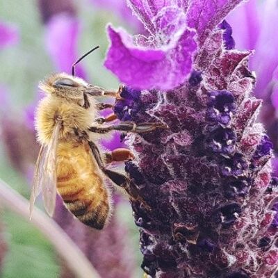 Organic wild lavender honey 270g
