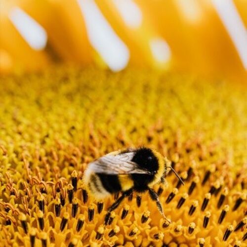 Pollen frais de garrigue 300g