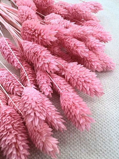 Phalaris | Pink