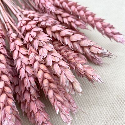 Wheat | Frosted pink