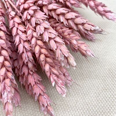 Wheat | Frosted pink