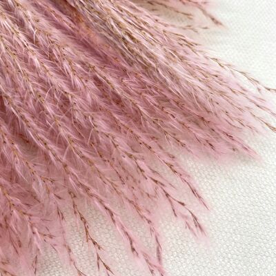 Hierba pluma Stipa | rosado