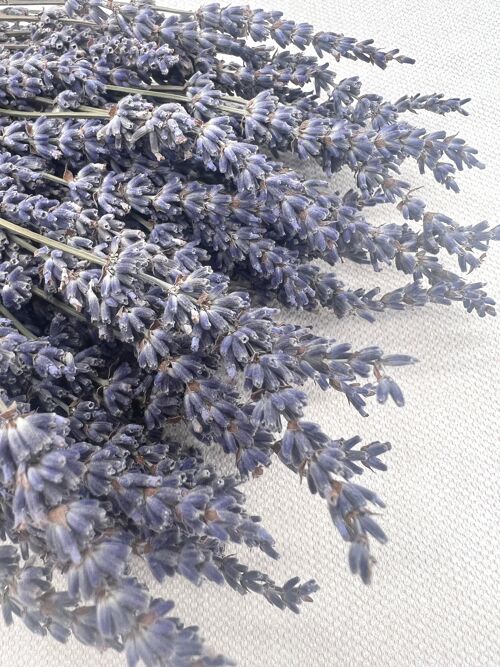 Lavendel | Dunkelblau