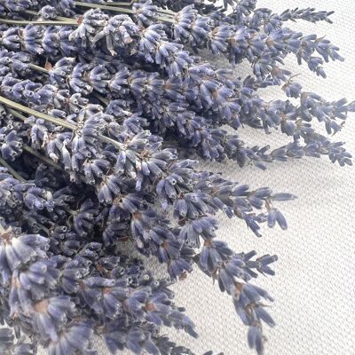 Lavender | dark blue