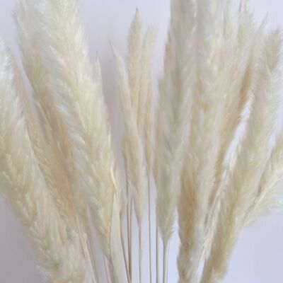 Mini pampas grass | creamy white