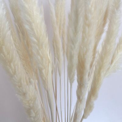 Mini erba di pampa | bianco cremoso