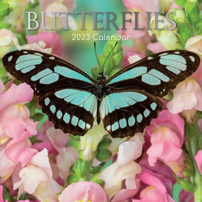 Kalender 2023 Schmetterling