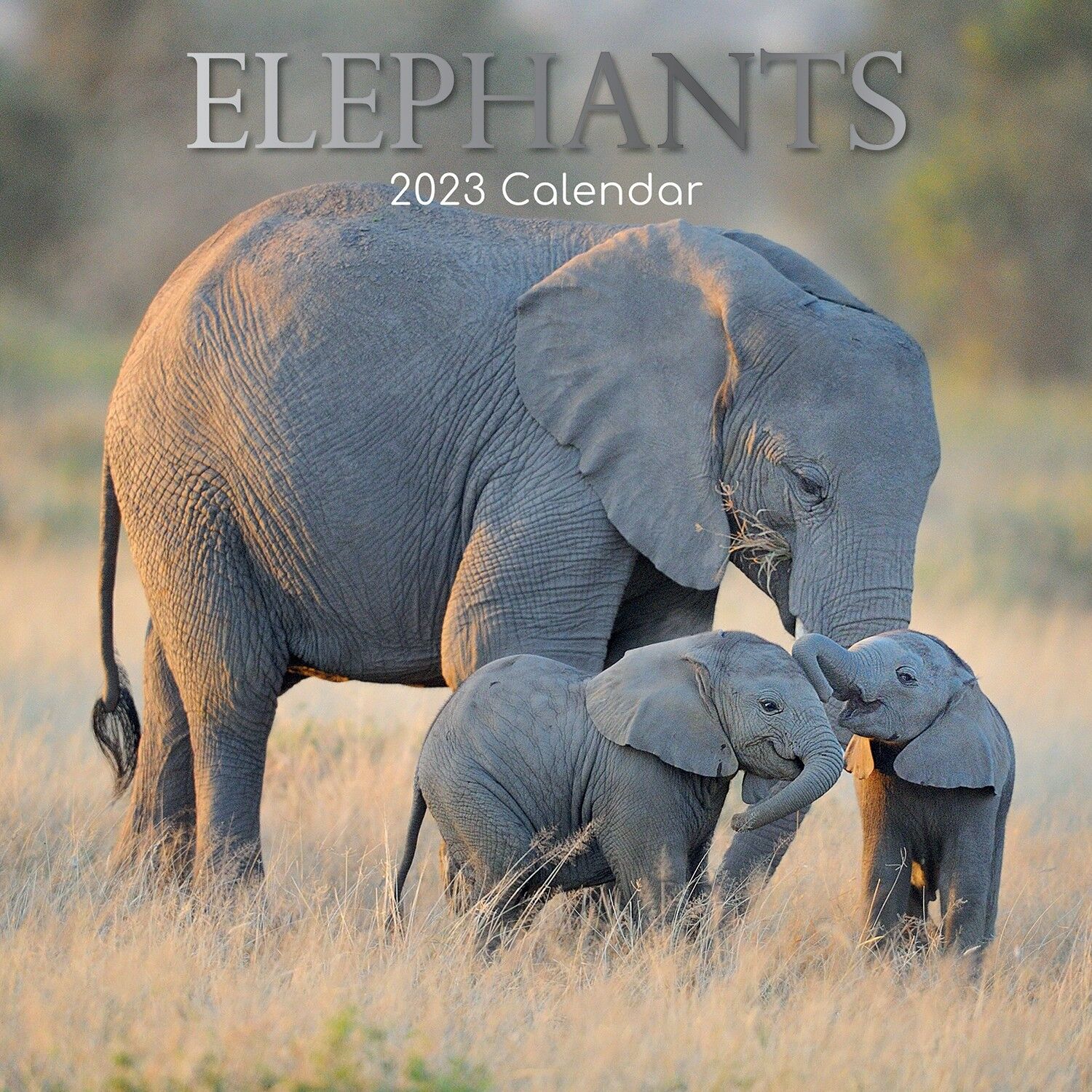 Calendario 2023 Elefante