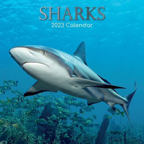 Calendrier 2023 Requin