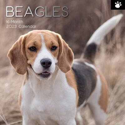 Calendar 2023 Beagle