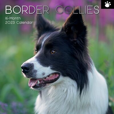 Calendar 2023 Border collie dog