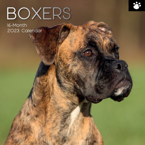 Calendrier 2023 Boxer