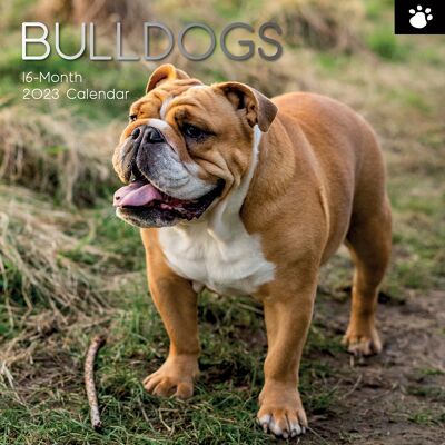 Kalender 2023 Englische Bulldogge