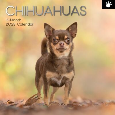 Calendar 2023 Chihuahua