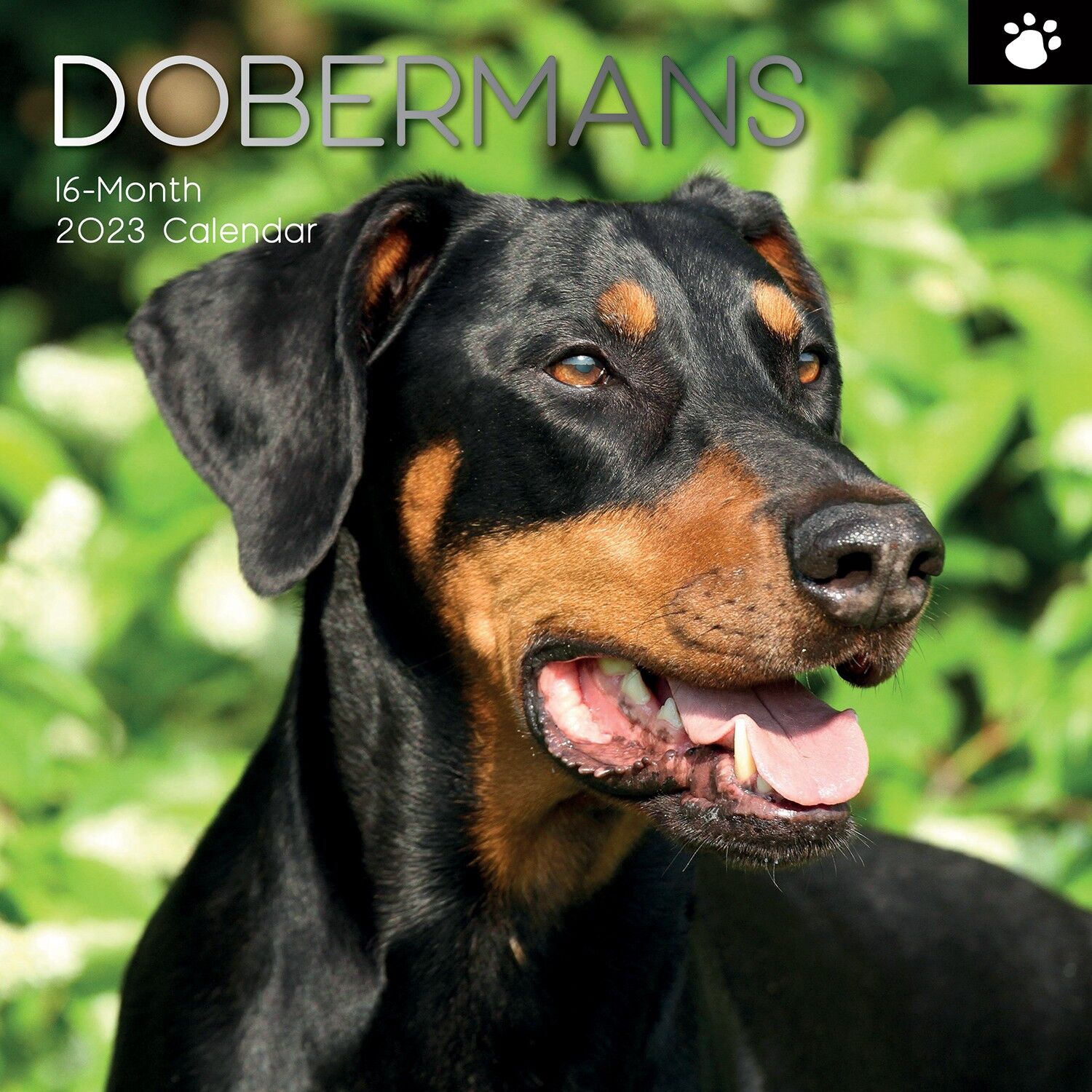 Calendario 2023 Dobermann