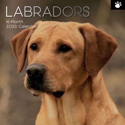 Calendar 2023 Labrador