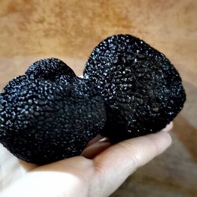 Fresh black truffle from Teruel