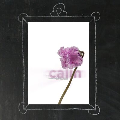 Poster 30x40 Flower to the Word, Calin