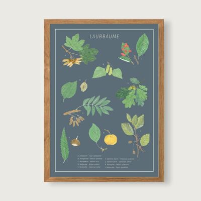 Laubbäume - Print Poster Kunstdruck A3 - Laubbäume | Baum | Herbarium | Ahorn | Eiche | Gouache | Illustration | Kunstdruck