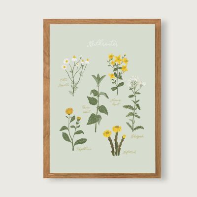 Hierbas medicinales - impresión del arte del cartel A4 - gouache botánico - ilustración