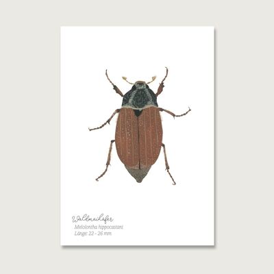 Postkarte | Maikäfer | Insekten | Gouache | Wasserfarbe | Illustration | Natur | Waldmaikäfer