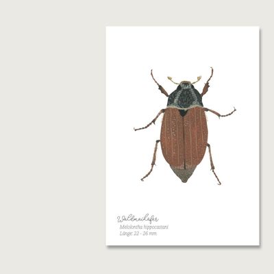 Postkarte | Maikäfer | Insekten | Gouache | Wasserfarbe | Illustration | Natur | Waldmaikäfer