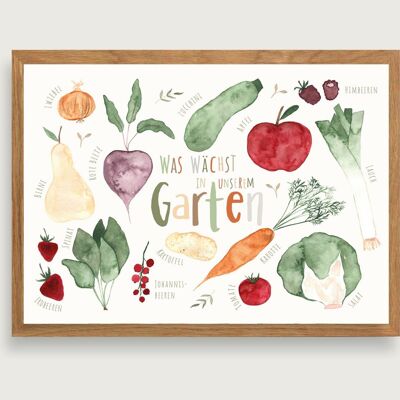 Gartenfrüchte - Print Poster Kunstdruck A3 - Obst | Gemüse | Garten | Kinder | Illustration