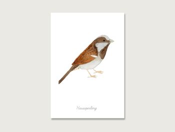 Carte postale | oiseau "moineau domestique" 3