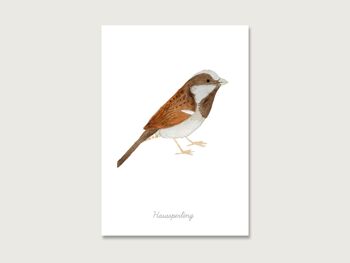 Carte postale | oiseau "moineau domestique" 4