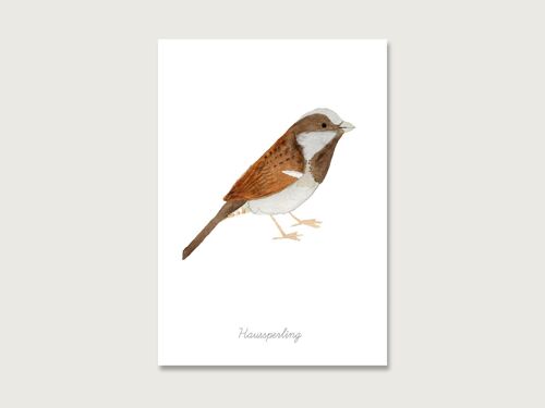 Postkarte | Vogel "Haussperling"