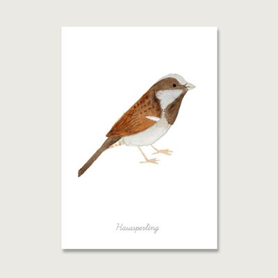 Carte postale | oiseau "moineau domestique"
