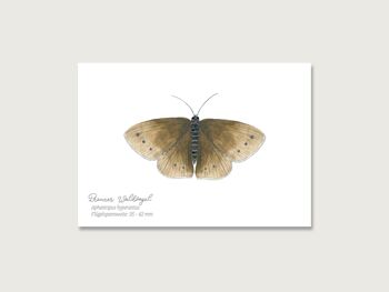 Carte postale | Papillon "Oiseau de la forêt brune" 2