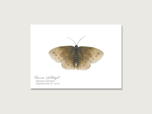 Postkarte | Schmetterling "Brauner Waldvogel"