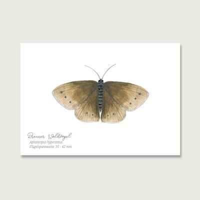 Cartolina | Farfalla "Uccello della foresta marrone"