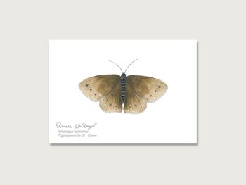 Carte postale | Papillon "Oiseau de la forêt brune" 1