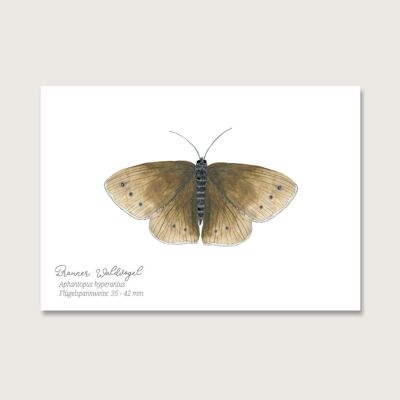 Postkarte | Schmetterling "Brauner Waldvogel"