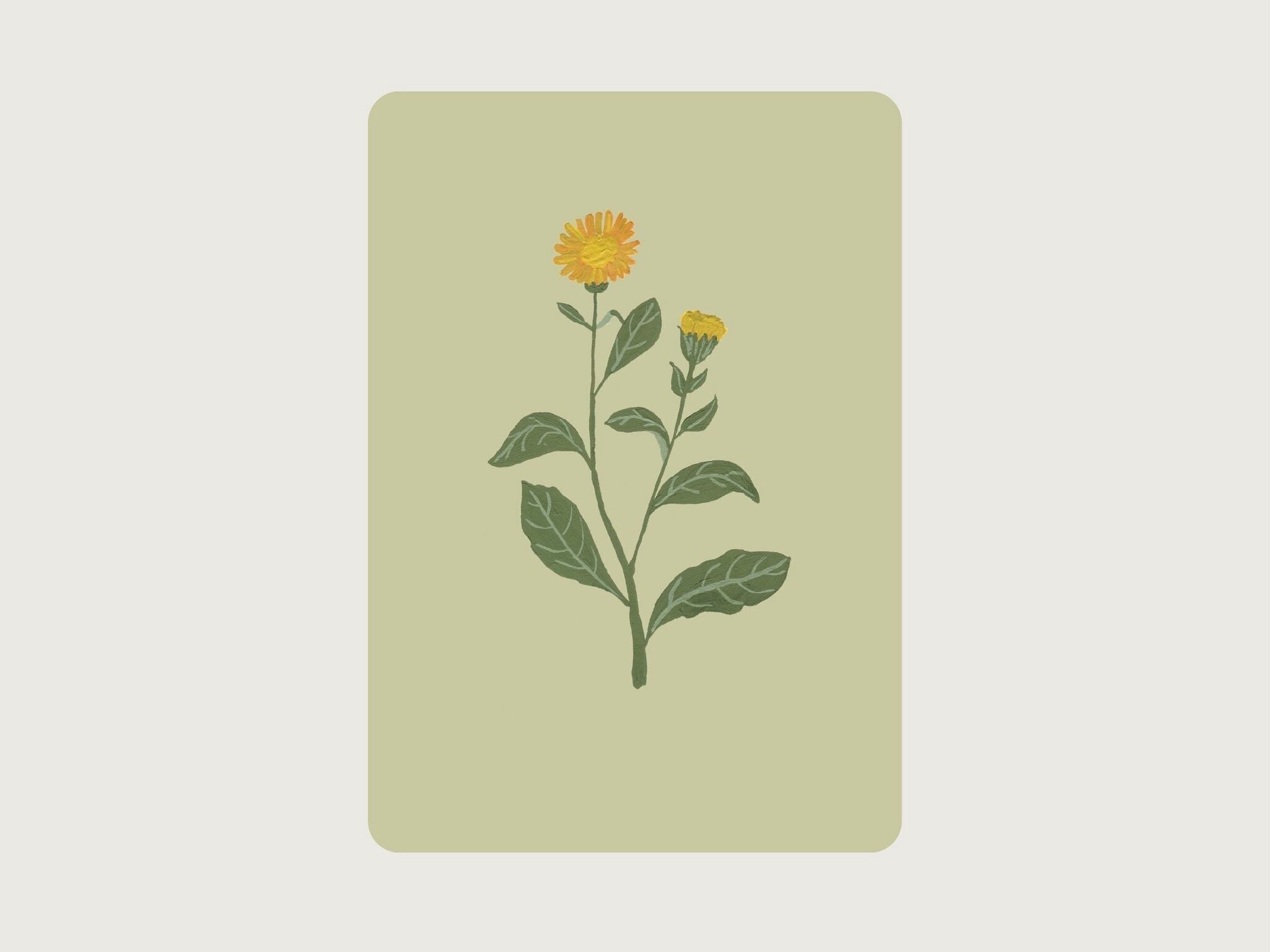 Calendula (pianta medicinale, fiore)