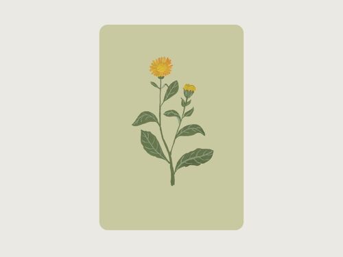 Ringelblume (Heilpflanze, Blume)