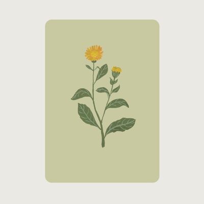 Caléndula (planta medicinal, flor)
