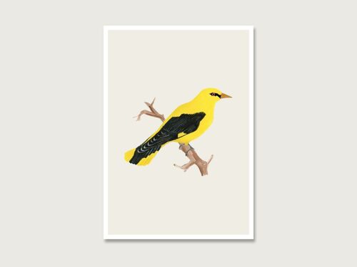 Postkarte | Pirol | Vogel | Gouache | Wasserfarbe | Illustration | Natur | Waldschätze