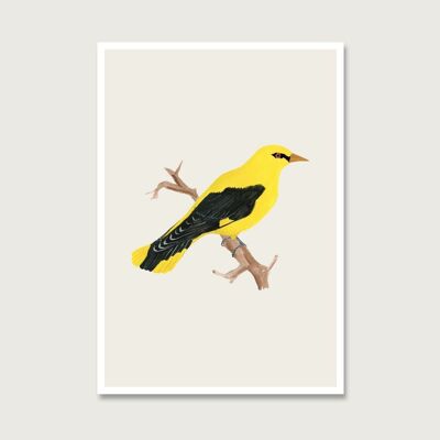 Postal | oropéndola | pájaro | gouache | acuarela | Ilustración | naturaleza | tesoros del bosque