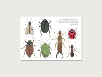 Carte postale | Collage d'insectes | gouache | aquarelle | Illustration | naturel | mélodie entraînante | hanneton | bousier | guêpe parasite 2